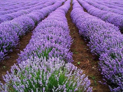 薰衣草種子到開花需要多久？