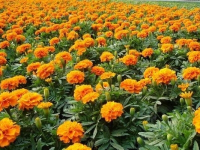 孔雀草種子撒下去多久能開花？