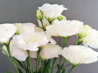 洋桔梗種子從發(fā)芽到開花得多長(zhǎng)時(shí)間？