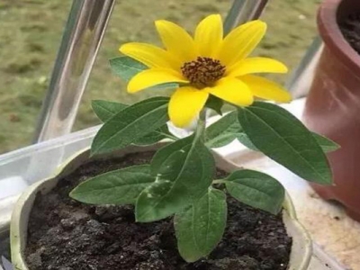 矮向日葵種子種多久開花？