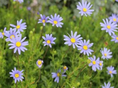 雛菊種子多久開(kāi)花？