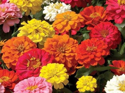 百日草種子真的長年開花嗎？