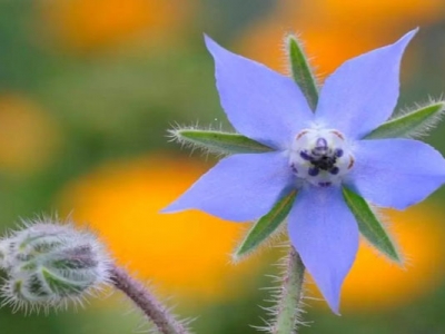 琉璃苣種子播種時(shí)間是幾月？