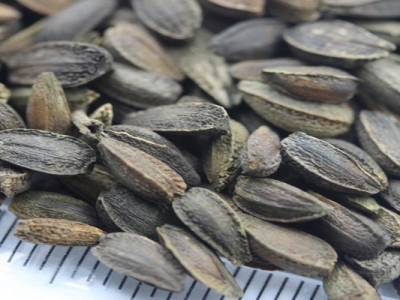 非洲菊種子播種時間是幾月？