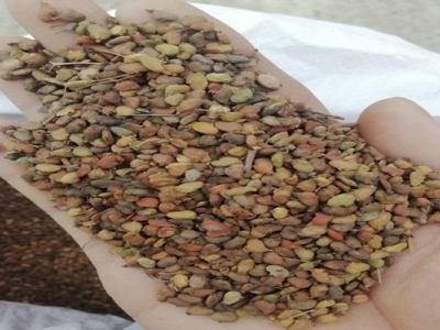 黃櫨種子什么時(shí)間采摘？