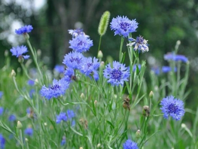 矢車菊種子的種植時(shí)間是在什么時(shí)候？