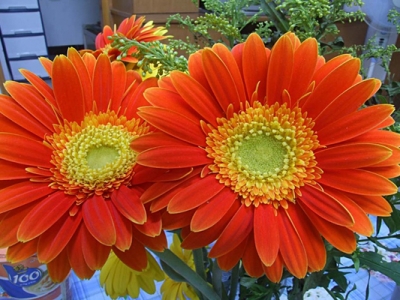 非洲菊種子的種植時間是幾月？