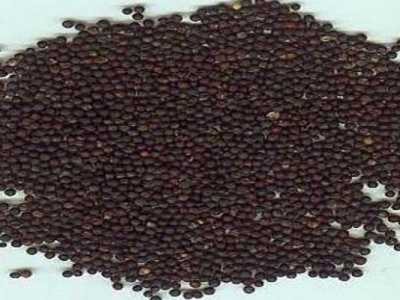 油菜種子播種時間是幾月？