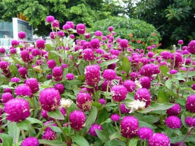 千日紅種子什么時間種？