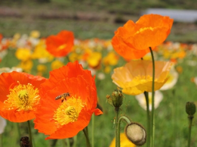 向日葵和虞美人種子需不需要泡水？