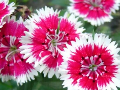 五彩石竹種子啥季節(jié)種