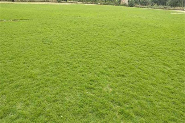 1658797749225770.jpeg 臺(tái)灣草1.jpeg