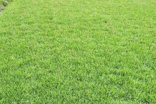 1658797757317854.jpeg 臺(tái)灣草2.jpeg