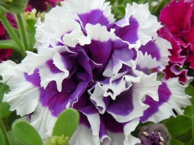 重瓣矮牽?；ǚN子什么季節(jié)種