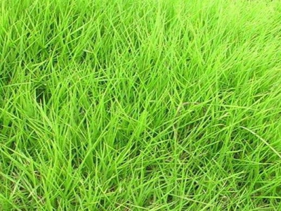 狗牙根草坪跟天鵝絨草坪的區(qū)別是什么？