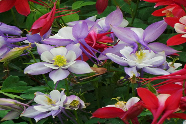 1660692560631456.jpg 大花耬斗菜1.jpg