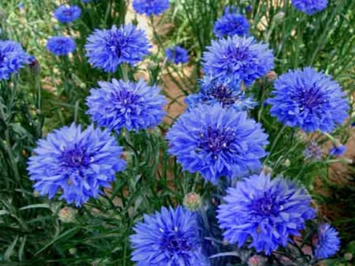 矢車菊種子什么時(shí)候成熟？