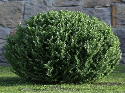 圓柏樹種子什么時候成熟？