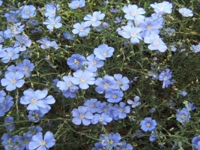 藍(lán)花亞麻種子什么時(shí)候成熟？