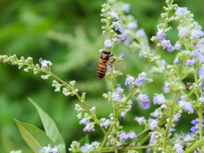 荊條種子什么時(shí)候成熟？