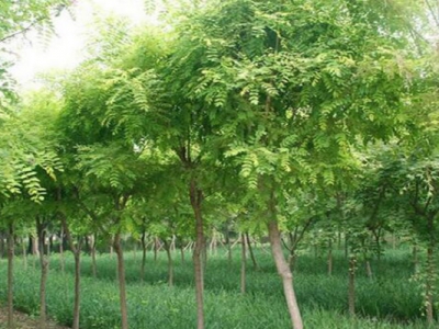 紫穗槐種子什么時(shí)候成熟？