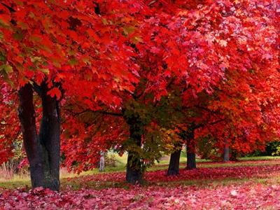 楓樹種子什么時候成熟？