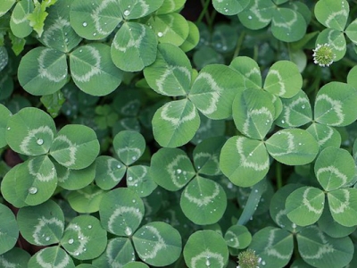 紅三葉和白三葉的區(qū)別是什么？