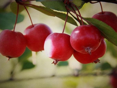 北美海棠和垂絲海棠的區(qū)別是什么？