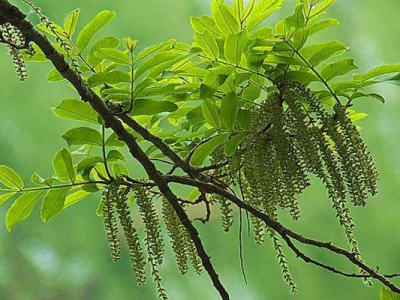 楓楊是落葉嗎？