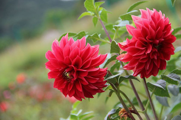 1663559434860372.jpeg 大麗花1.jpeg