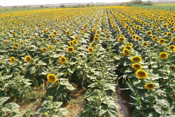 1663672419984805.jpeg 矮大頭向日葵2.jpeg