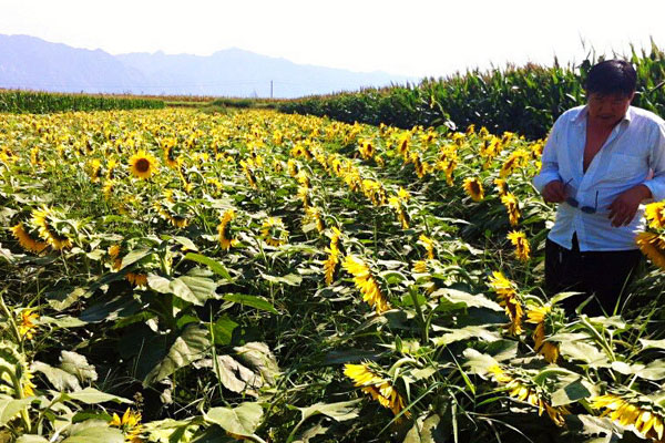 1663672426485367.jpeg 矮大頭向日葵3.jpeg