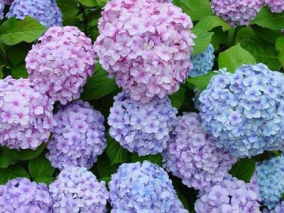 繡球花種子什么時(shí)候種植最好？