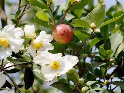 油茶花期在農(nóng)歷幾月？