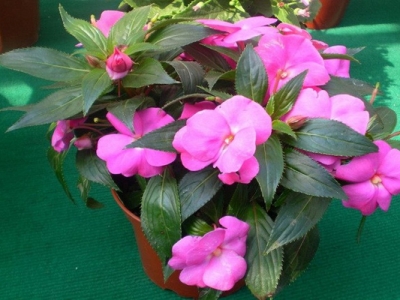 鳳仙花種子幾天才能發(fā)芽？