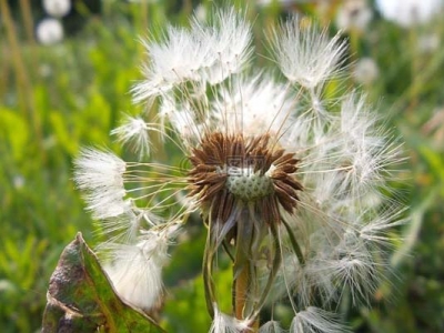 蒲公英種子幾天可以發(fā)芽？