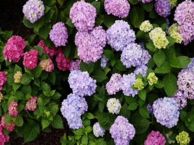 繡球花種子種下去幾天發(fā)芽？