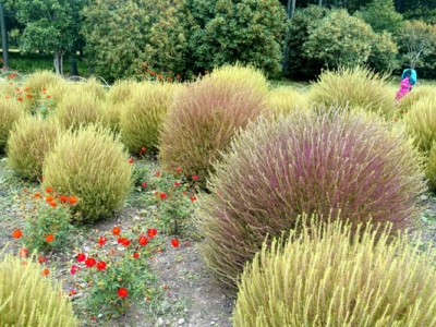 地膚種子幾天發(fā)芽？