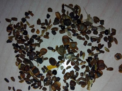 雛菊種子幾天能發(fā)芽？