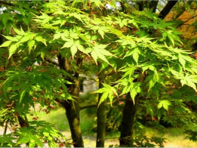 雞爪槭種子幾天發(fā)芽？