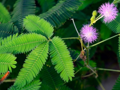 含羞草種子幾天發(fā)芽？