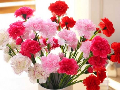 康乃馨種子種幾天能出？