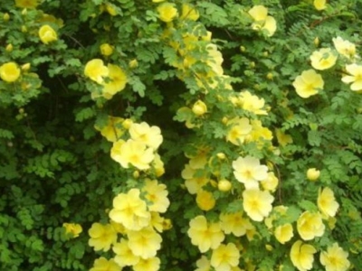 黃刺玫種子什么時(shí)候成熟