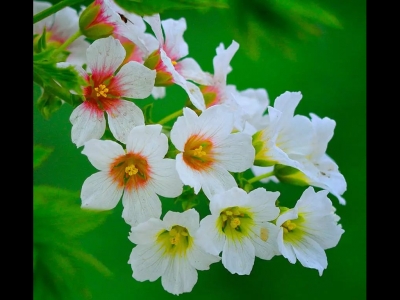 文冠果種子什么時候種