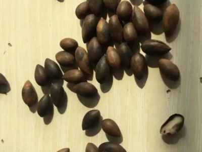 黃花梨種子什么時候播種？