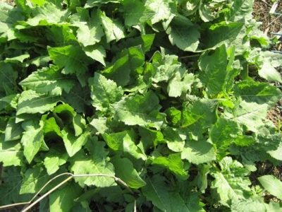 串葉松香草種植條件