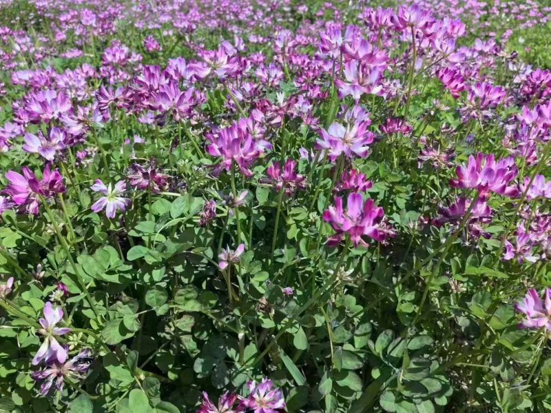 紫云英開(kāi)花圖片