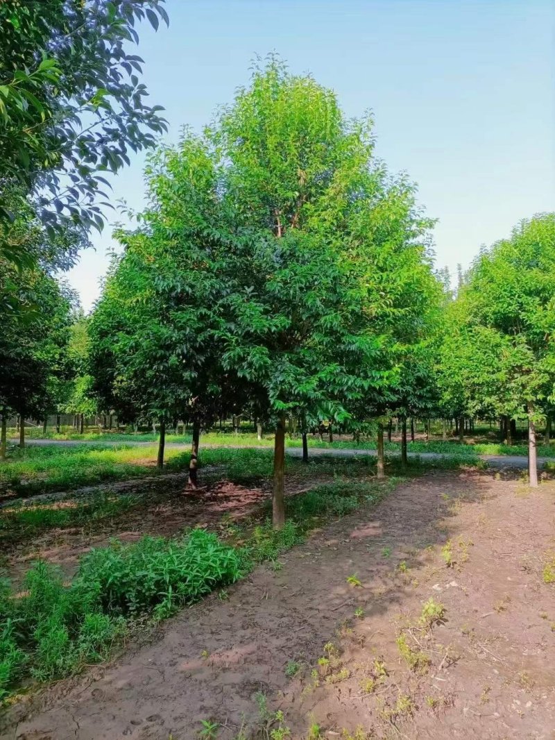 大葉女貞樹(shù)苗圃基地lvcaod.com