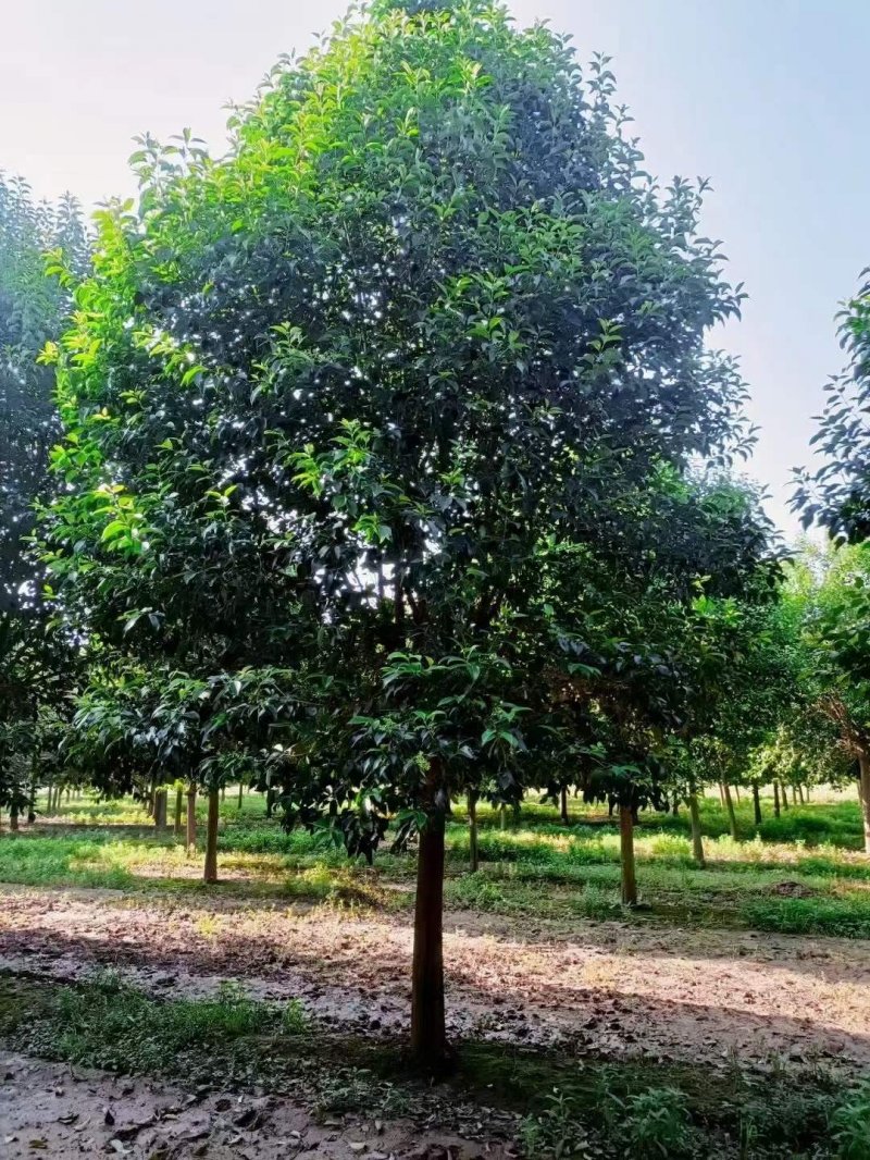 大葉女貞樹(shù)苗圃基地lvcaod.com