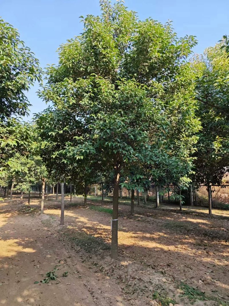 大葉女貞樹(shù)苗圃基地